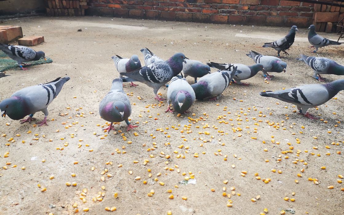 农村小伙处理鸽子呼吸道 虫子 方便快速 有疗效