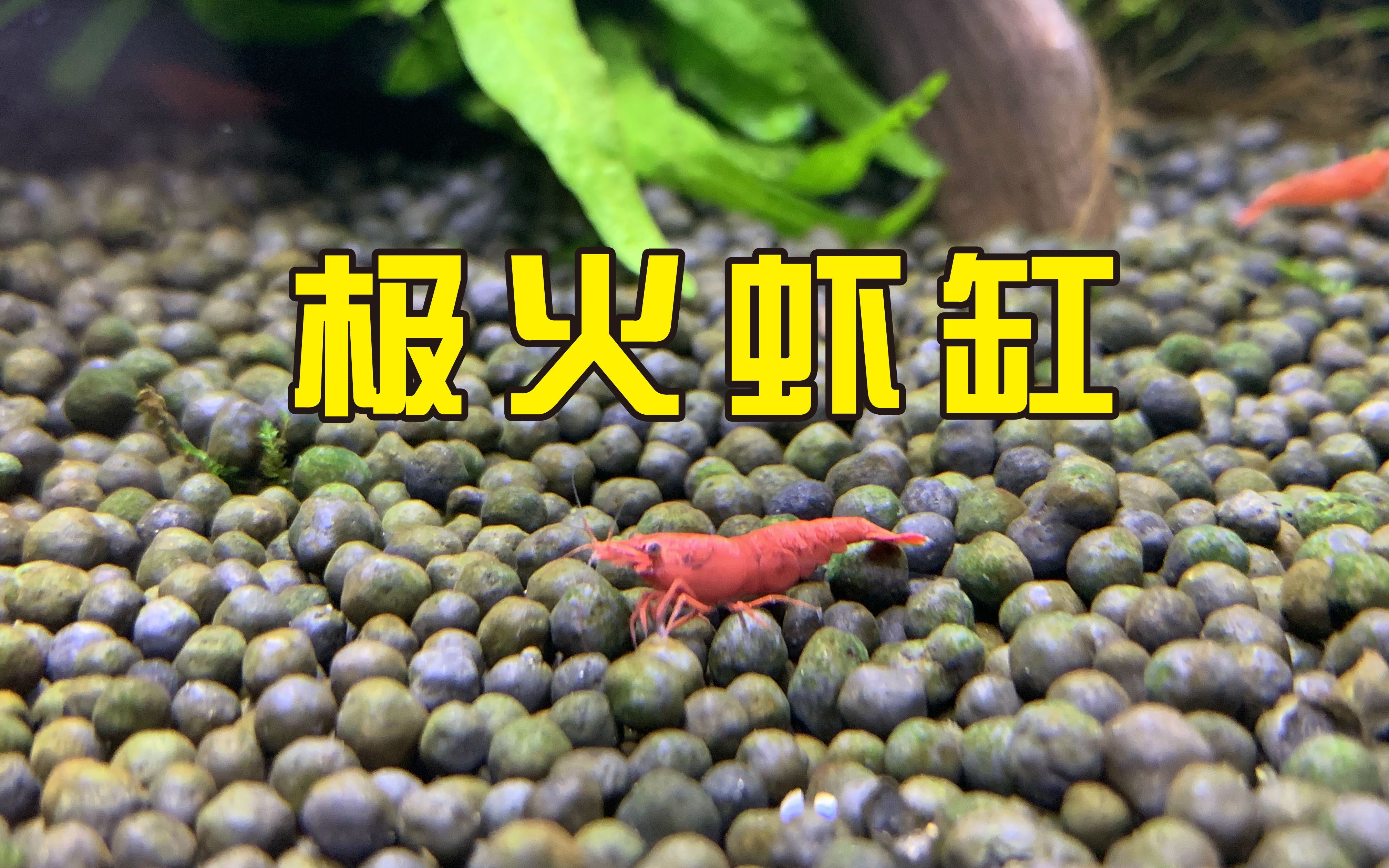 简单的虾缸,极火虾鱼缸草缸除藻能手,工具虾.哔哩哔哩bilibili