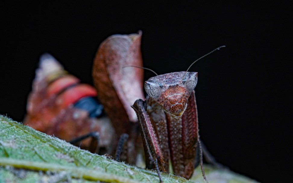 【micro beast】南美枯叶螳(m属)