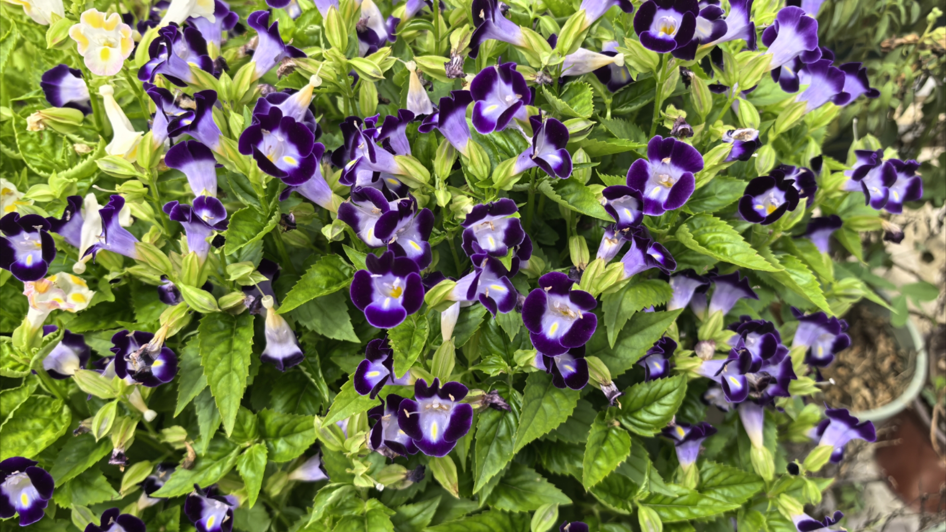 夏堇,每朵花都有自己的方向