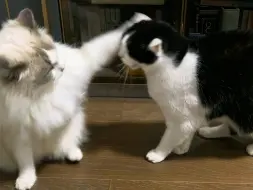 奶牛猫打架嘴皮子到底有多厉害！