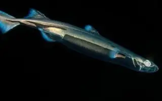 乌耳鳗 搜索结果 哔哩哔哩 Bilibili