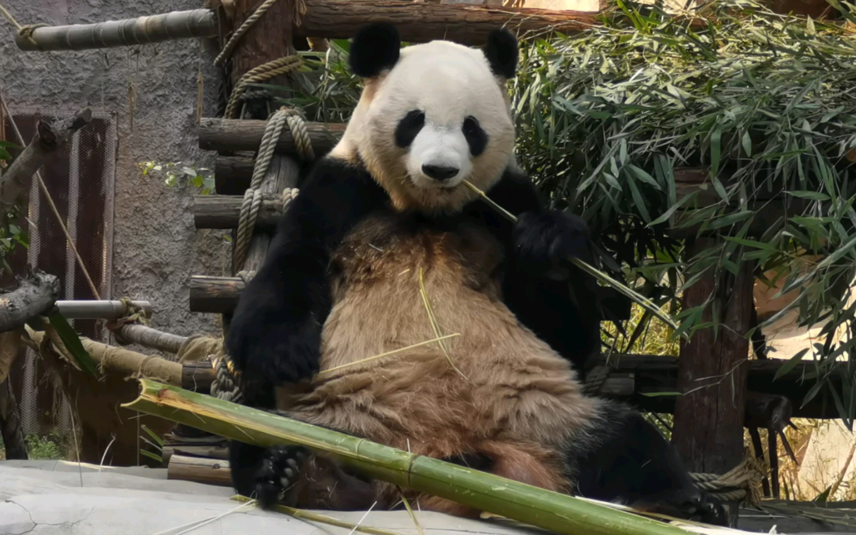 【大熊猫思念】汤圆哥,你咋只有一颗汤圆呢98