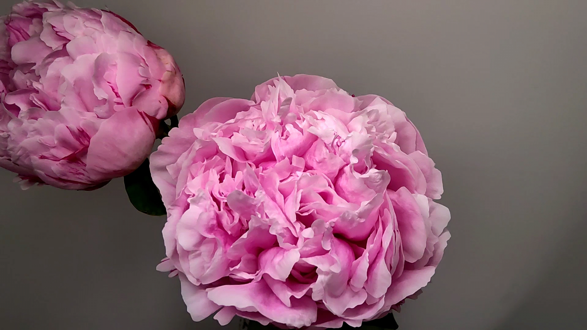 第一次拍延时摄影,拍摄时间4天芍药:莎拉