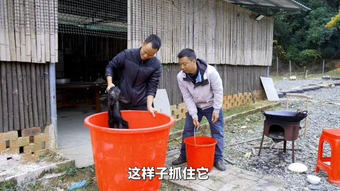 华农兄弟:最近打包比较辛苦,刚好兄弟来了,炖只羊给大家吃