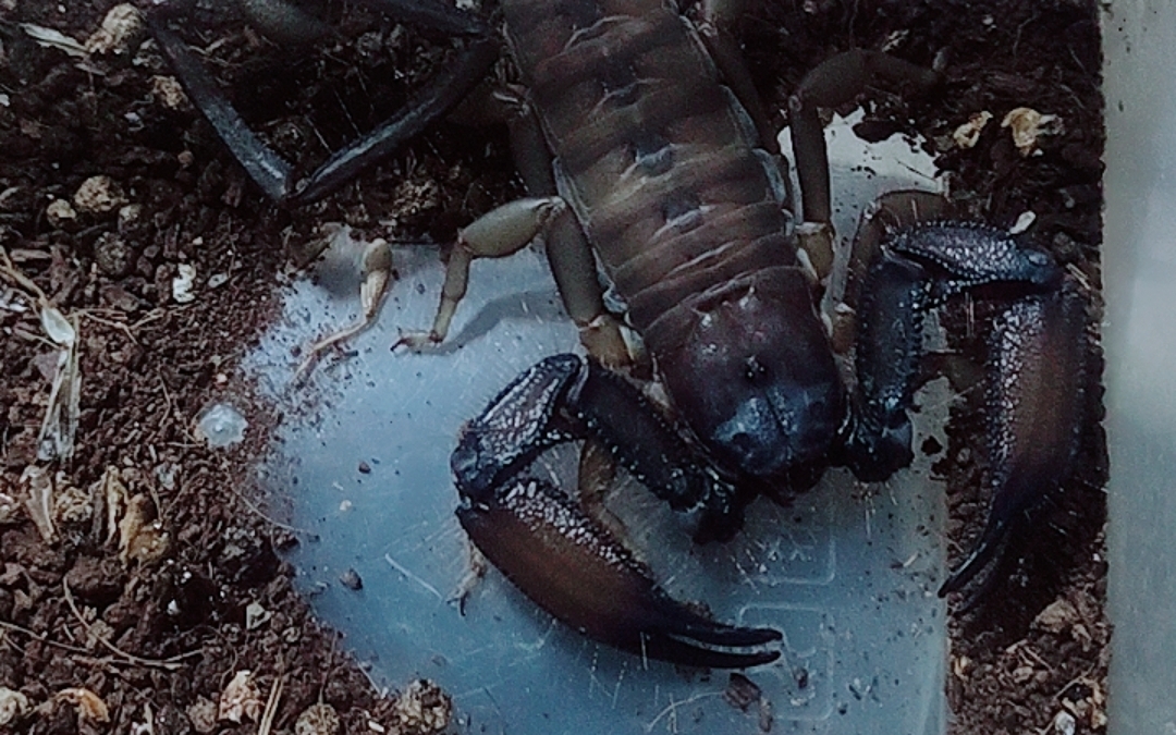 南非巨人扁石蝎