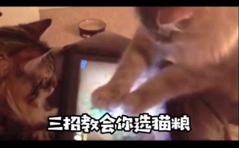 三招教你选猫粮哔哩哔哩bilibili