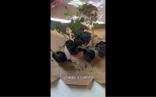 Tải video: 月季小苗开箱视频 霁色 特拉方特 露凝香 朱丽叶 纪念芭芭拉 黛丝德蒙娜