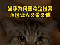 Descargar video: 猫咪为何喜欢钻被窝，原因让人又爱又恼