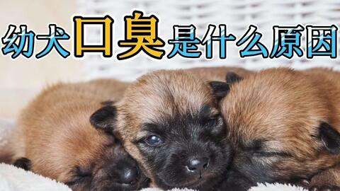 幼犬口臭是什么原因 哔哩哔哩