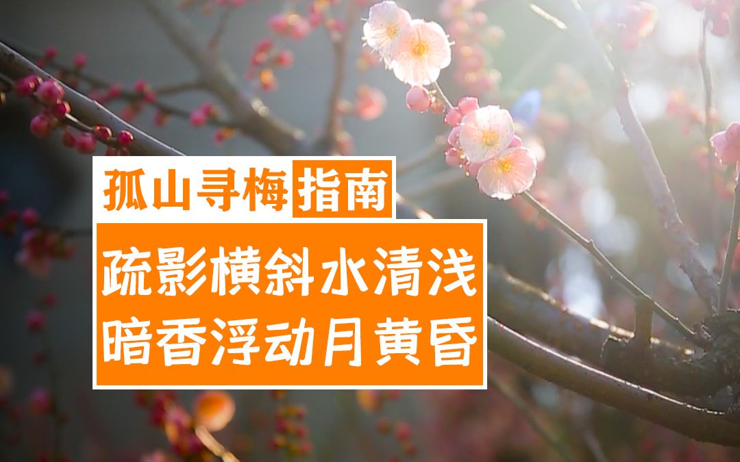 【杭州赏梅指南孤山寻梅】去了才知道为什么杭州人喜欢去孤山看梅花哔哩哔哩bilibili