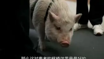 超级离谱的手术，用猪去拯救病人！