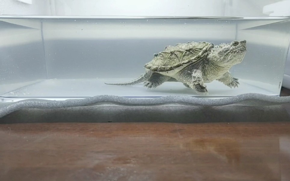 活动  【佛鳄龟】白胖子吃播,到家就降温善玉菌安排