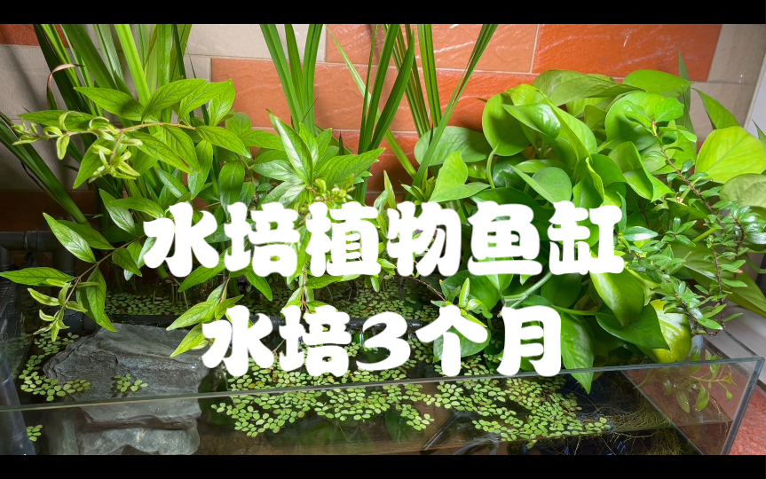 水培植物鱼缸:水培3个月的植物,怎么样?哔哩哔哩bilibili