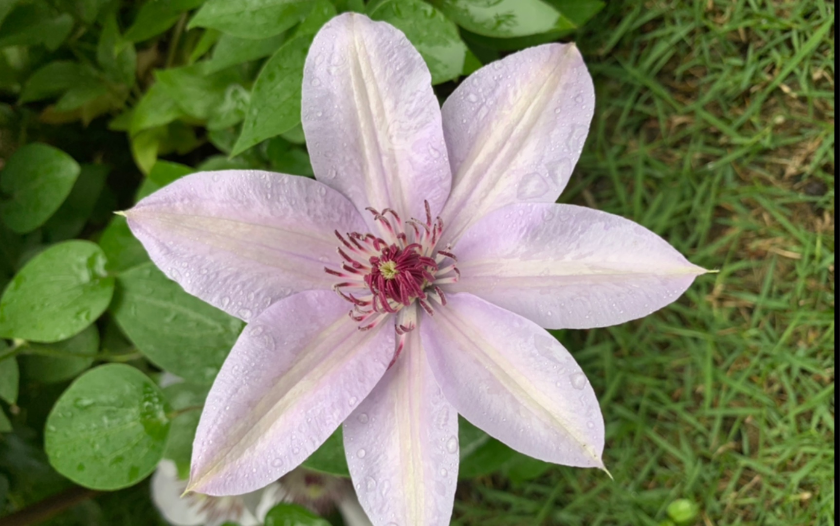 铁线莲 伯纳迪恩 盛花期 clematis bernadine in blooming