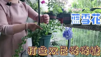 Download Video: 蓝雪花小苗，简单几步，打造双层棒棒糖，身价提升10倍！学会了