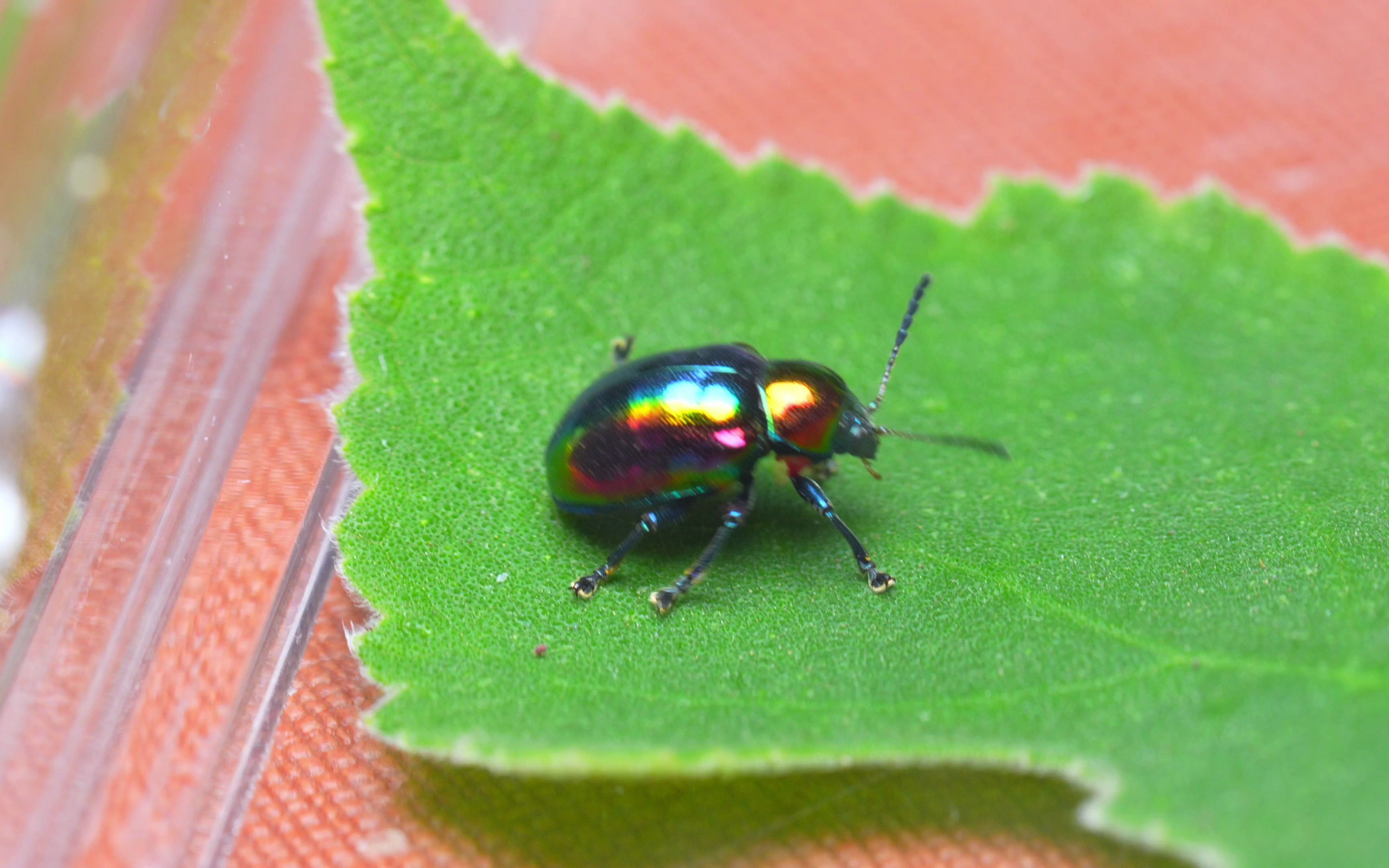 绿缘扁角叶甲_哔哩哔哩_bilibili