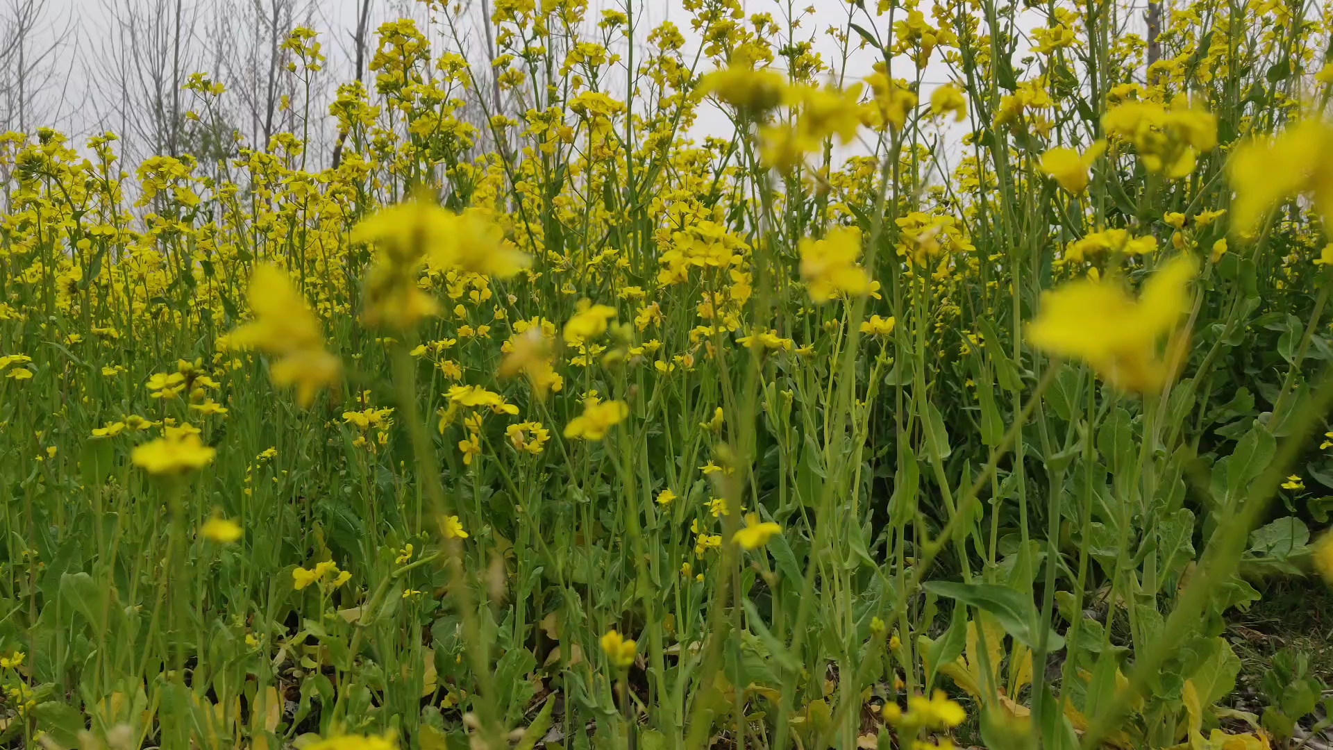 随手拍春天,春光无限好.