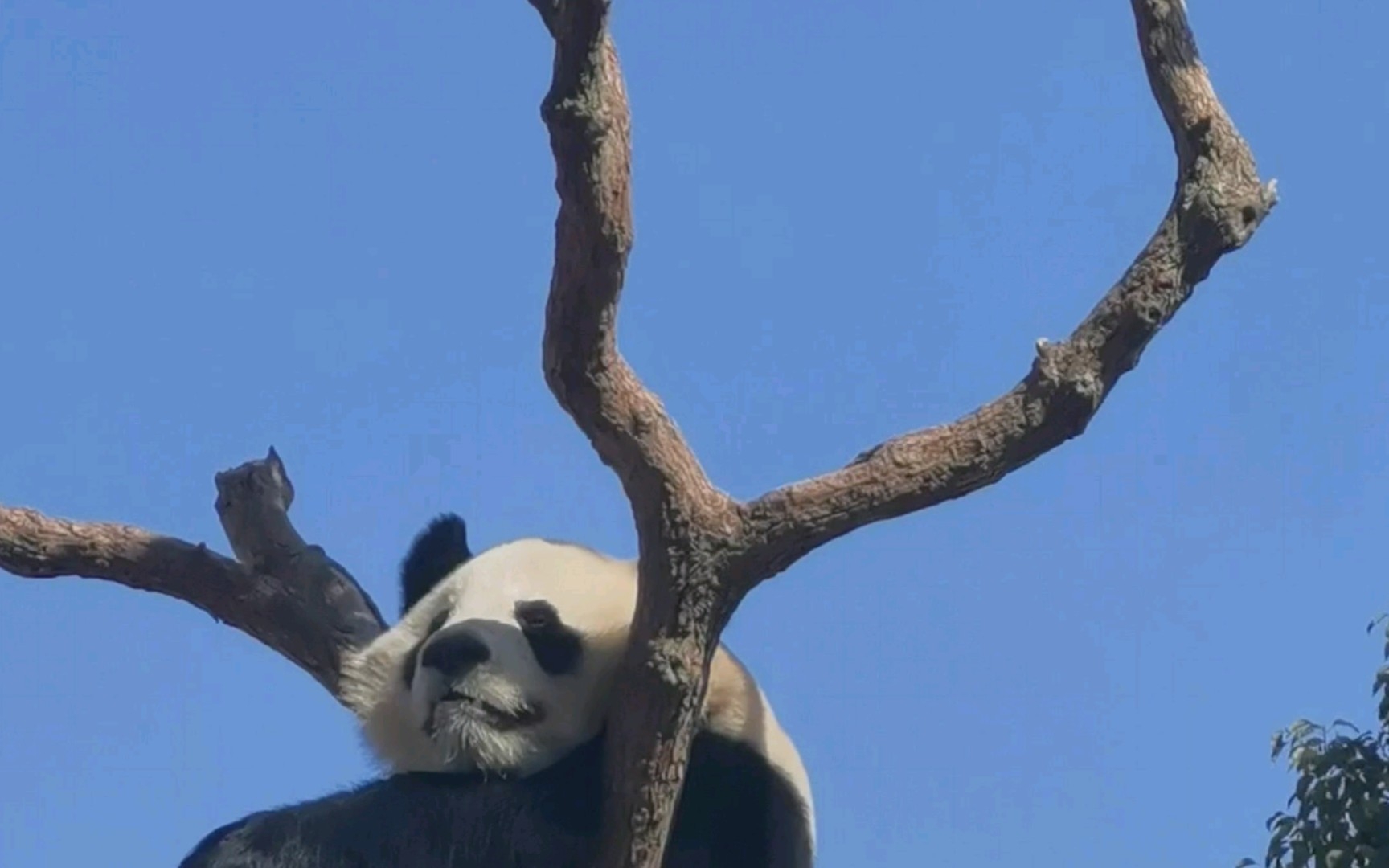 熊猫在树上很火的图片图片