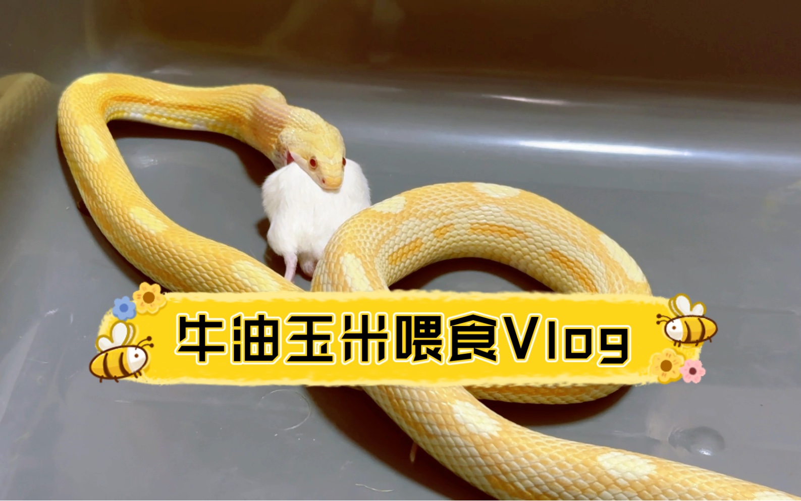【活食投喂】牛油玉米蛇喂食vlog