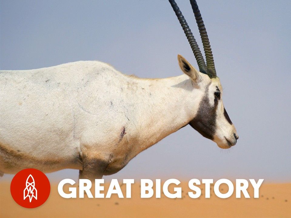 阿拉伯羚羊:从灭绝到复苏的历程- how did this animal survive