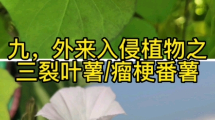 外来入侵植物之三裂叶薯和瘤梗番薯哔哩哔哩bilibili