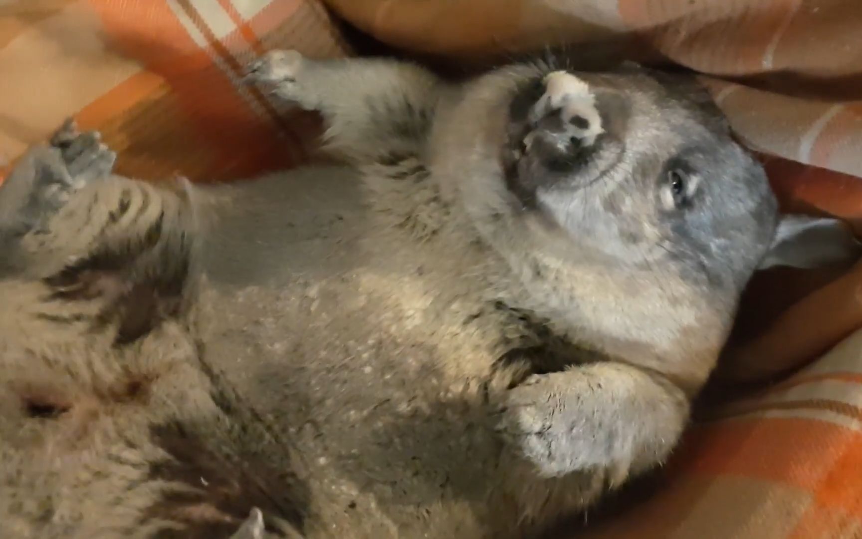 科学家刚刚发现的新物种—"袋猪"