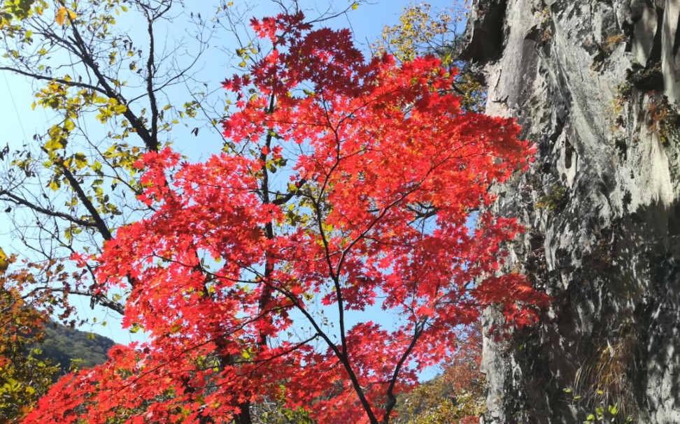 丹东枫叶景点在哪图片