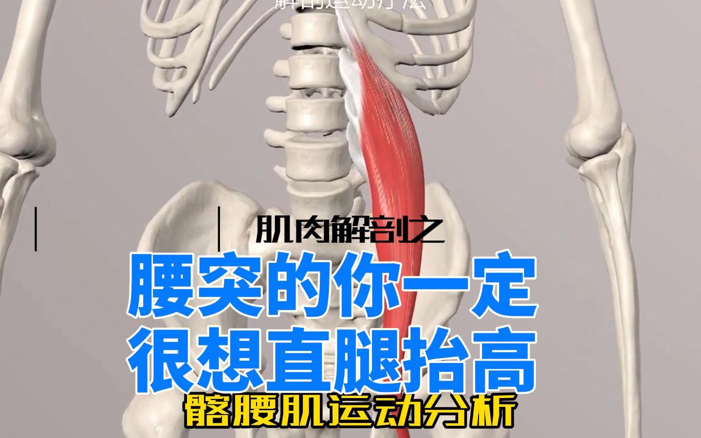 肌肉解剖 之 髂腰肌腰大肌屈髋与腰突的关系 腰椎间盘突出的原因哔哩哔哩bilibili