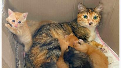 橘狸花深井呼救：救我上来，我给你生五个娃！