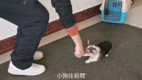 柯基犬匍匐前进的训练方法技巧柯基匍匐前进视频教程 哔哩哔哩