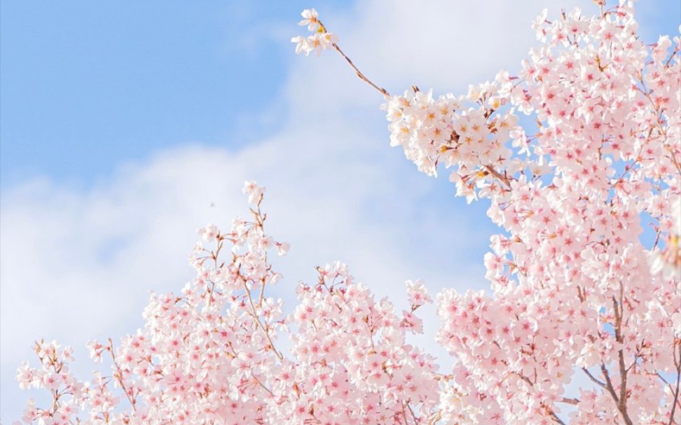 [图]阳春三月樱花季｜“我栽一段樱色赠你，好让你不逊于这人间错落烟火”来江苏无锡鼋头渚看樱花啊！