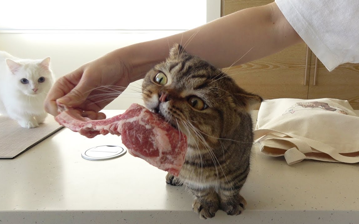 【creamheroes-7只猫和人类】【中文字幕】lulu真的是一只小脑斧_哔哩