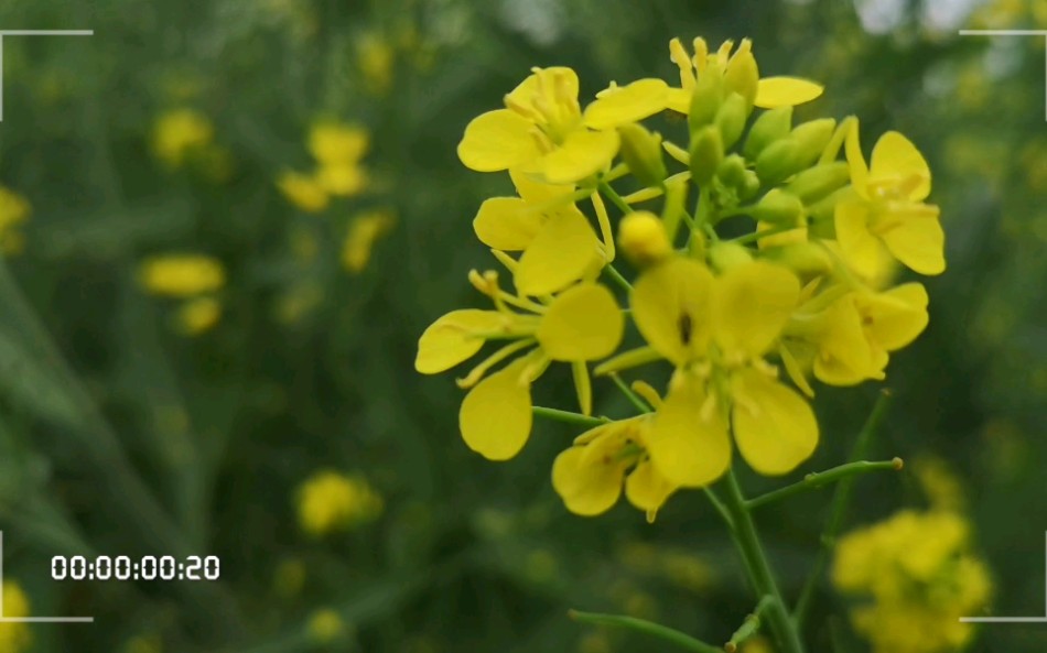 [图]治愈系 油菜花的春天