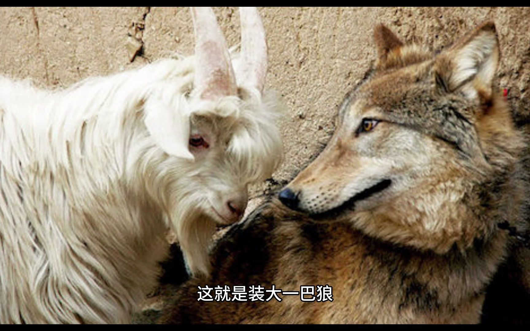 今日故事之1--狼和羊的爱恨情仇