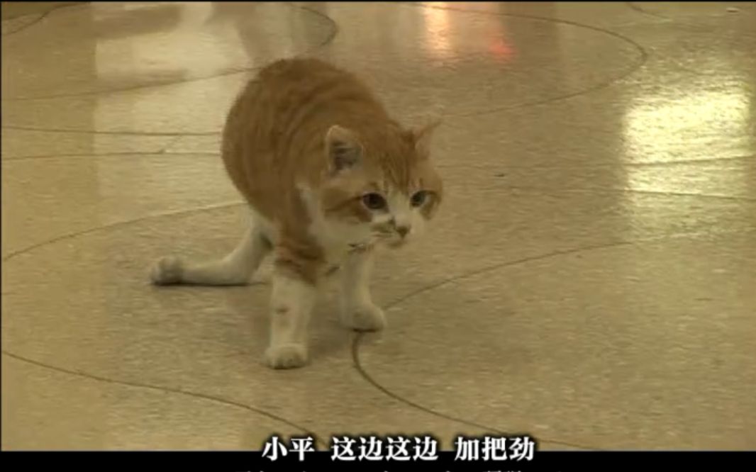 [图]【猫咪物语】残疾小猫咪，坚强活下去