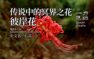 彼岸花 搜索结果 哔哩哔哩 Bilibili