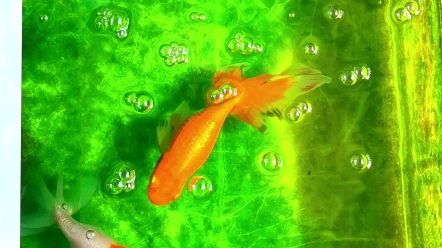 中国传统金鱼--丹凤金鱼