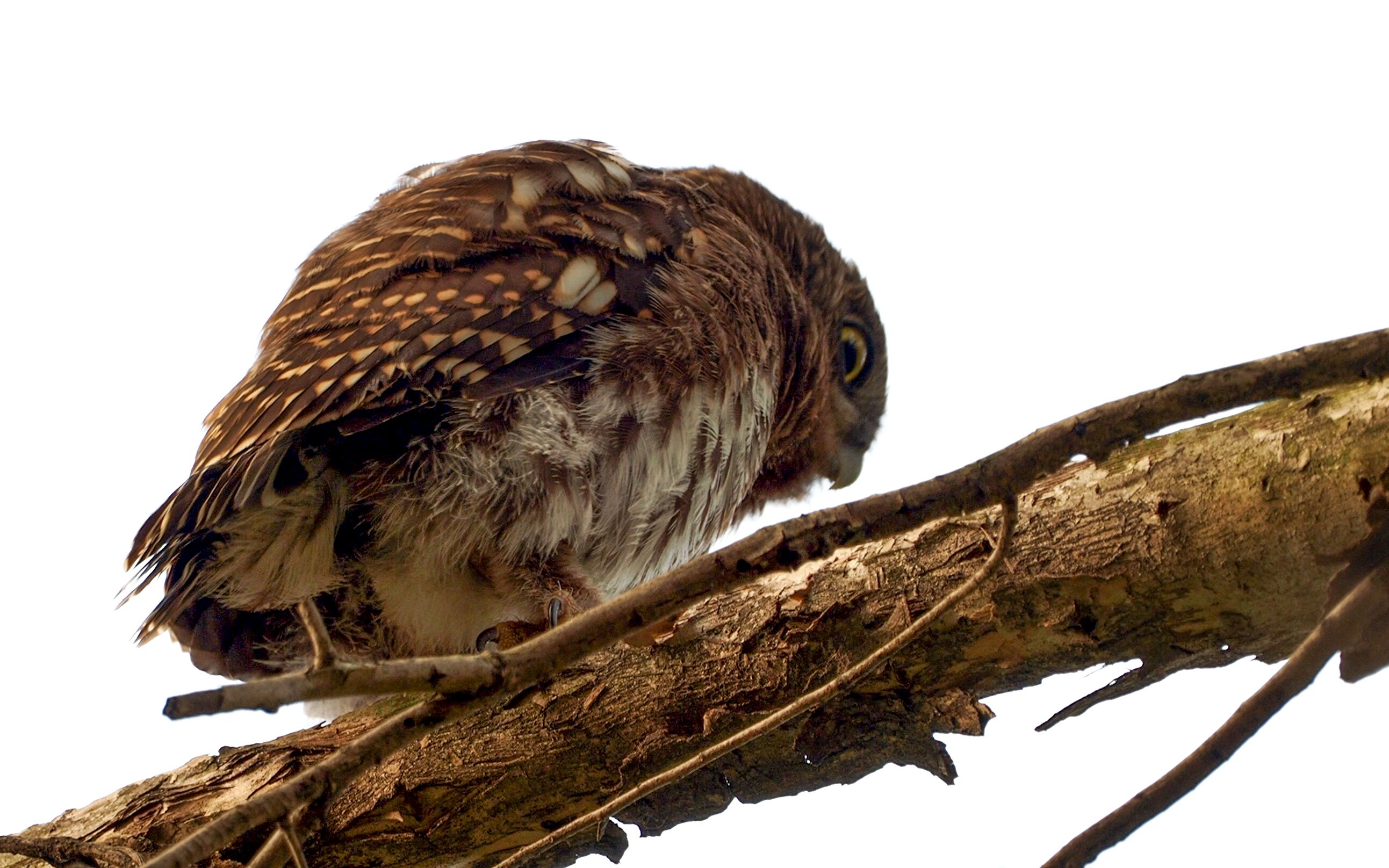 【猫头鹰】对外界充满好奇的斑头鸺鹠小宝宝