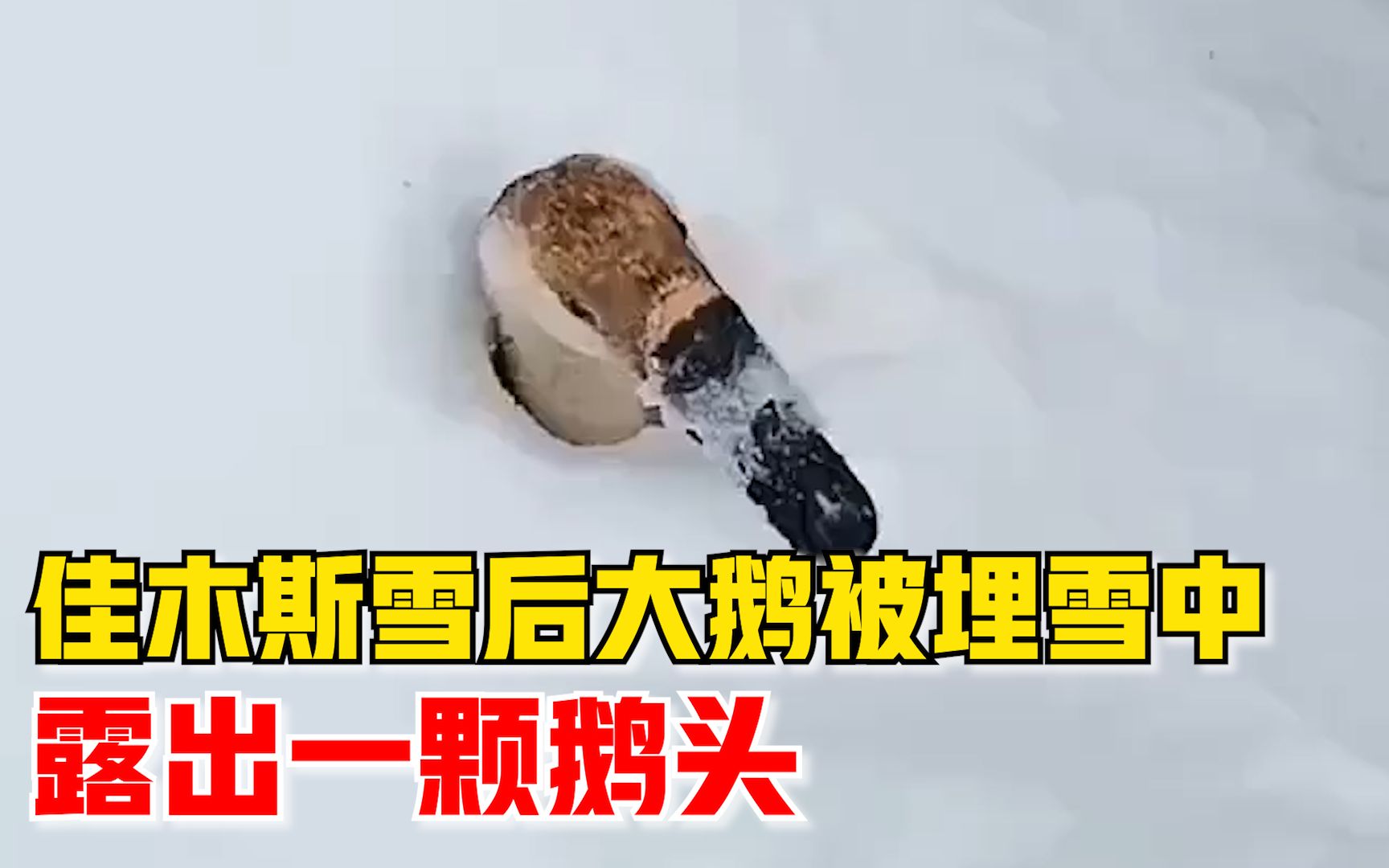 佳木斯雪后大鹅被埋雪里只露头,村民:雪很厚,给它解救出来了哔哩哔哩bilibili