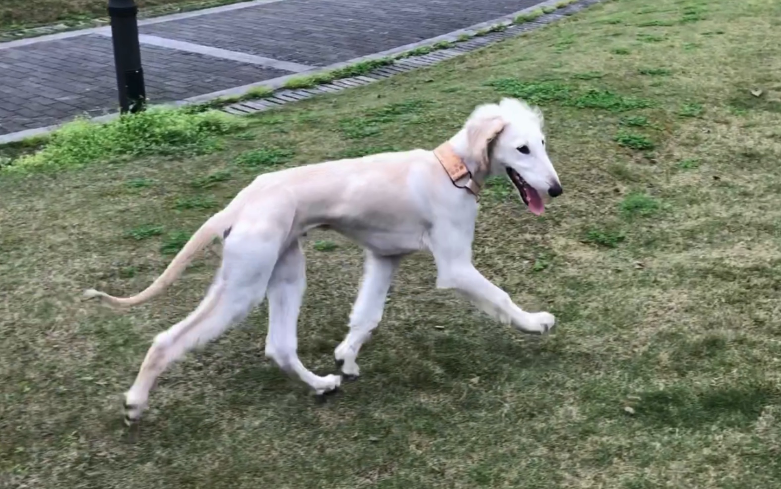 【陕西细犬】见过这么静若处子 动若脱兔的狗吗?