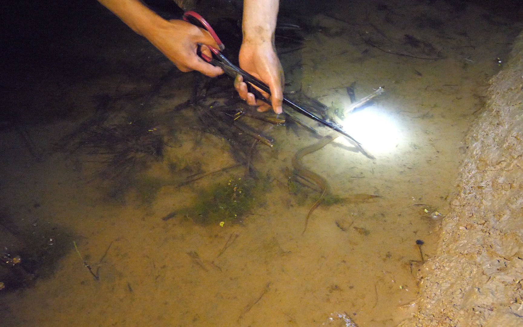 小伙深夜用火钳抓黄鳝,竟然抓了这么多