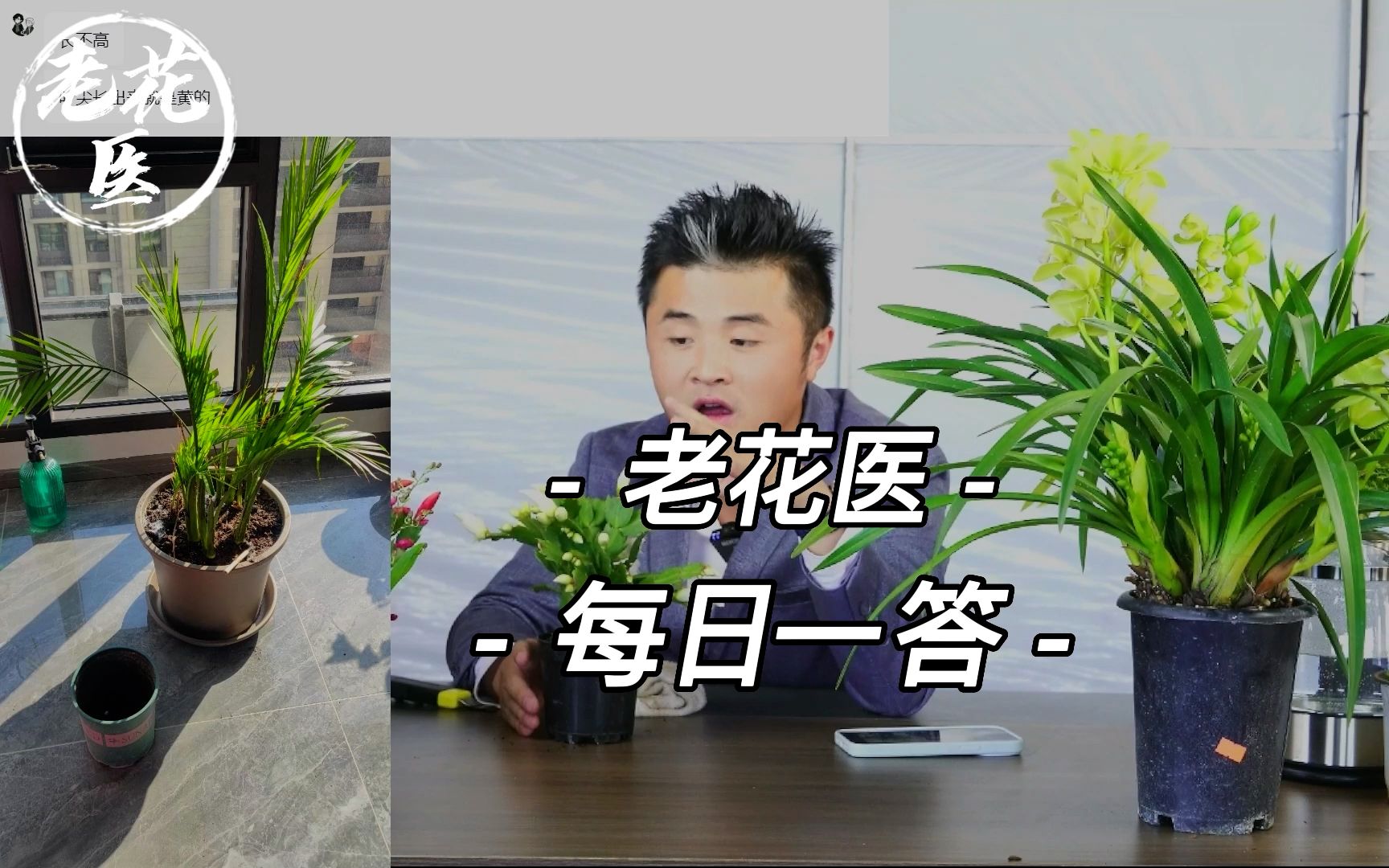 叶尖长出来问什么是黄的?栀子花开不开花了?每日一答哔哩哔哩bilibili