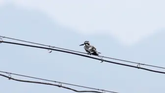 Скачать видео: 密云生态环境持续向好，野生鸟类增至404种