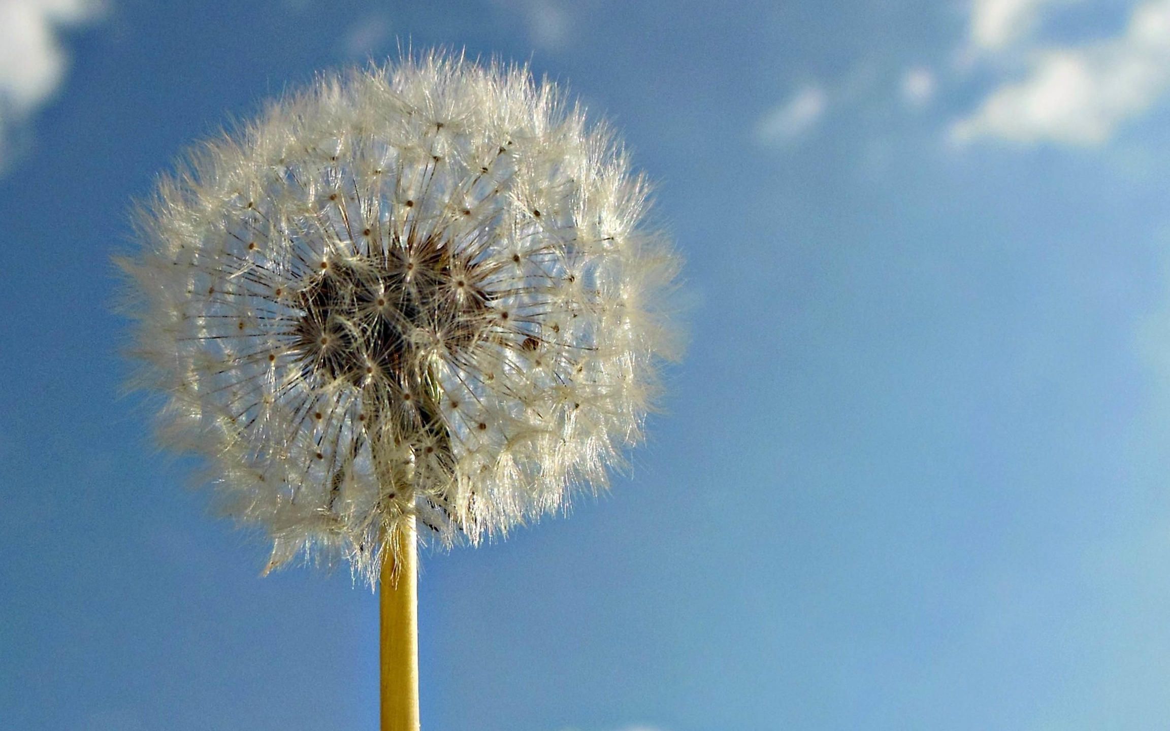 [图]OOHYO_Dandelion《蒲公英》韩语中字 中字自制