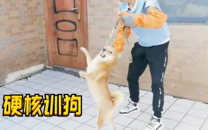 Download Video: 柴犬护食见人就咬，训犬师正面对决，一招空中转体360教你做狗