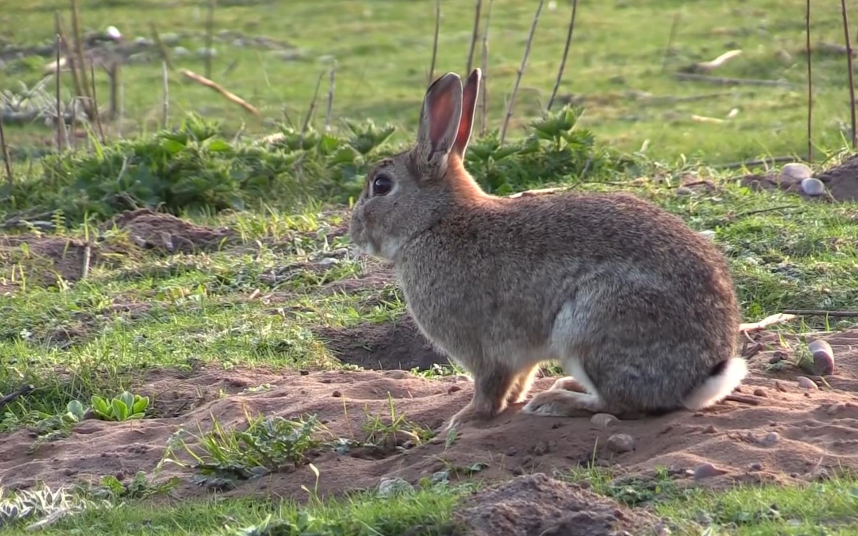 活动  兔子妈妈为什么活埋自己的孩子,是伤害还是保护?涨知识