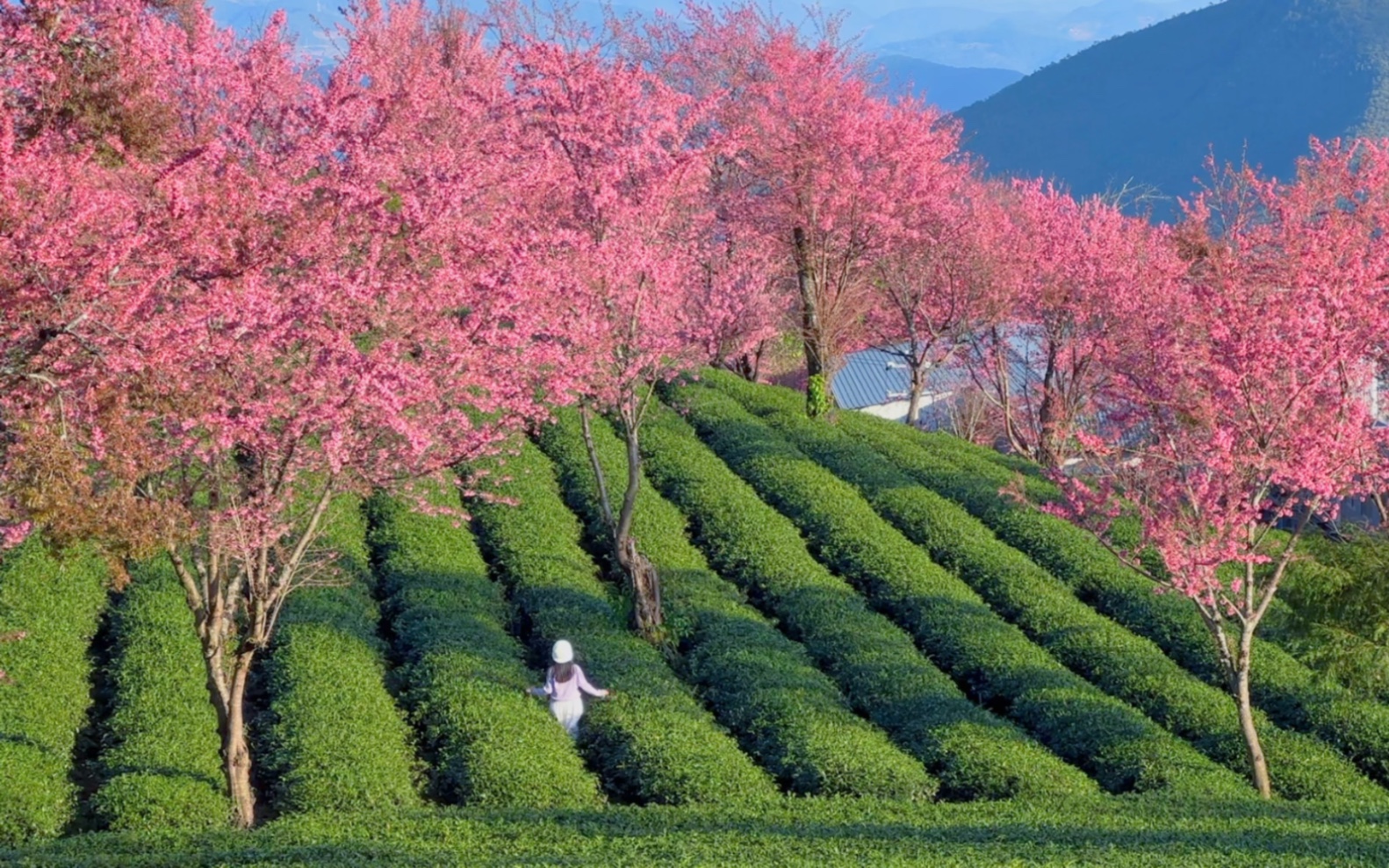 错过等一年!带爱人去看一场浪漫冬樱吧94大理无量山樱花谷