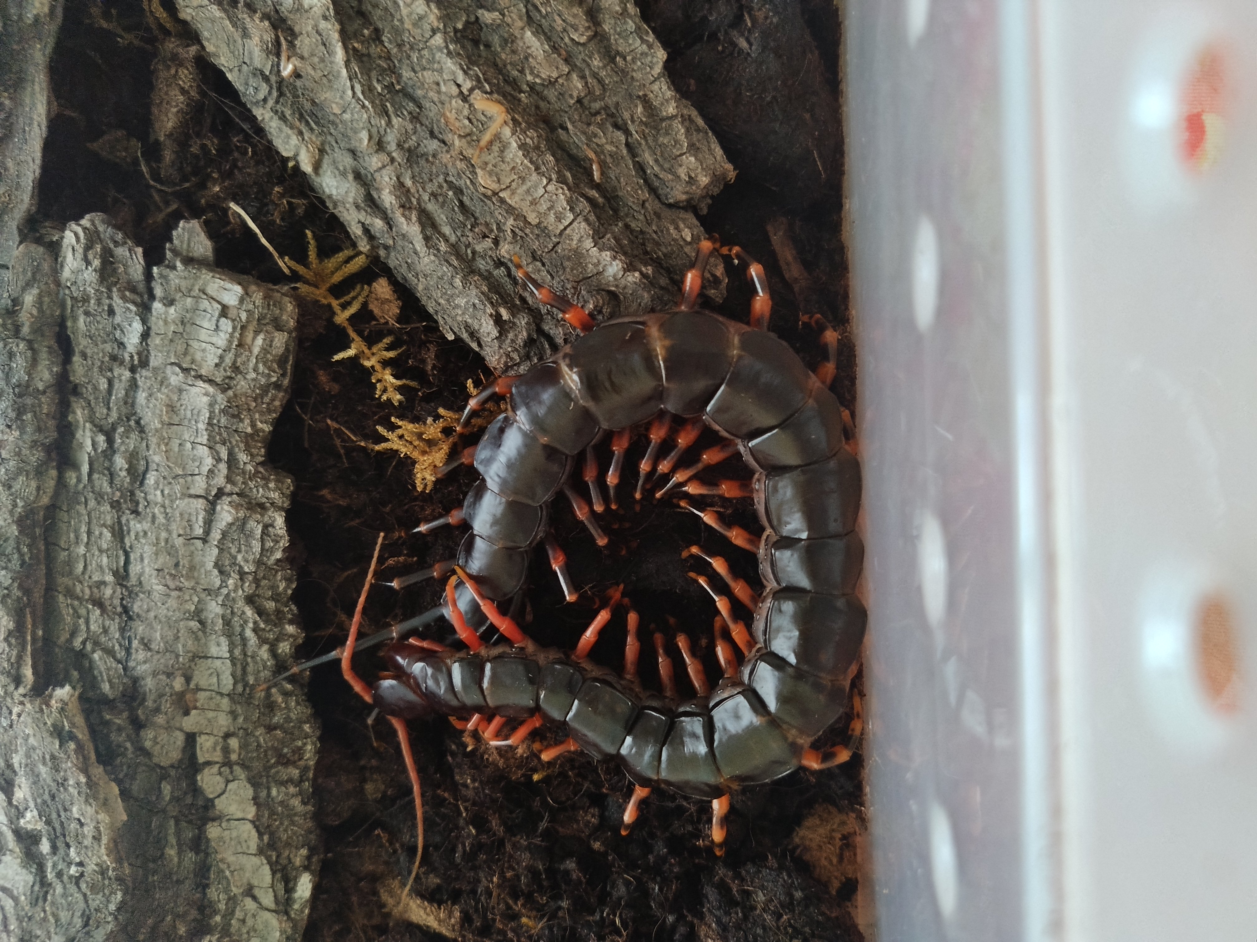 《鸟迹虫丝》------:-)(其一)