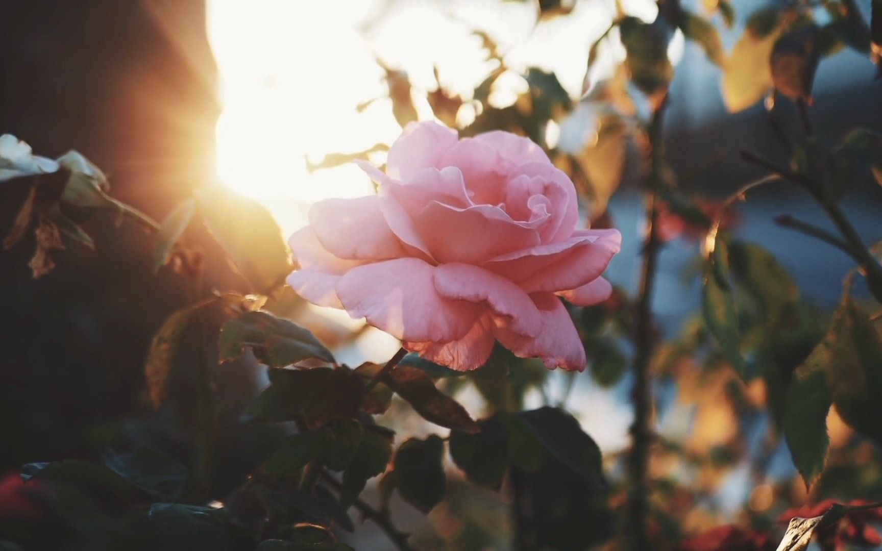 繁花落尽,我心中仍有花落的声音